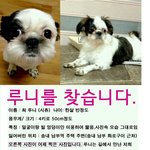 인천부천분들..루니좀찾아주세요제발요...,<b>시츄</b>