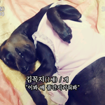 유기견이였던 <b>꼭지</b>2