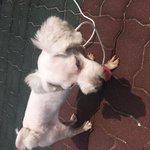 <b>수원시</b>  우만동 강아지주인찾습니다