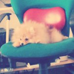 <b>포메</b> 5개월인데