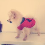 <b>포메</b> 털이발언제하지요?