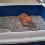 고양이 새끼 분양받아왔는데여
