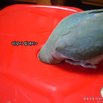 [앵무새] 우리집은 조류판이 되었새