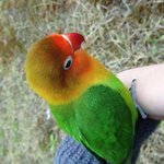 <b>일산</b> 중산동에서 앵무새를 잃어버렸어요