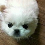 매력덩어리 페키니즈 "뚱이" 자라온 모습ㅋㅋ