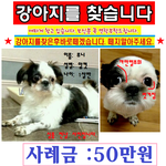 부천.인천 시추 <b>암컷</b>.보신분 보호중에계신분 제발 돌려주세요제발요...