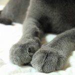 귀엽고 앙증맞은 고양이 발 모음