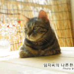 진정한 개냥이~ 고마운 임자