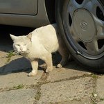 <b>청주</b> 고양이 잃어버리신분?ㅠ