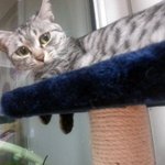 냥판) 지기지기 따<b>식이</b> 이야기, 7