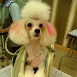 <b>푸들</b>의 대반란