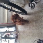 펌)<b>앞집</b>아줌마아저씨가 강아지를 잡아먹어요