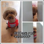 [개판] 우리집 <b>꿀밤</b>이 자랑~