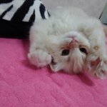 혼내면애교<b>발사</b>하는 니니