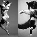 [냥판] 훈남 모델 뺨치는 냥이들, <b>하악</b>하악