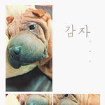 샤페이 ) 감자 입니당~
