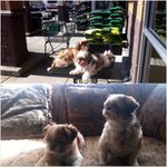 [누구나쉽게]특별한 강아지 생일<b>케익</b> 만들기!