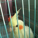 일상이 개그인 울집 돼새들을 소개합니다 :-d