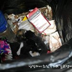 쓰레기통 <b>에서</b> 태어난 아기 고양이들 그후
