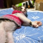 [냥판] <b>아리</b> 소식 4번째