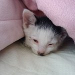 부산) <b>꼬물</b>이 입양하실분 찾습니다