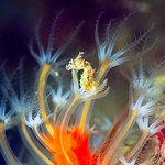 세계에서 가장 굉장한 동물들 2탄