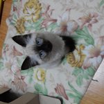 샴고양이 마리&amp;친칠라 니니 매력발산!!! (초<b>미묘</b>)