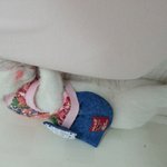 폴드)우리집이쁜이<b>흰둥이</b>~^.^*