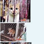 ( 혐짤주의) 대륙의 고양이 <b>꼬치</b>구이