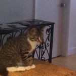 기적적으로 살아난 야옹이