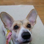 [별이판] <b>웰시</b>코기 별이가 돌아왔어요~