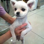 유기견센터에서 데려온 메이 이야기 ^-^