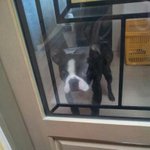 악마견 보스턴테리어 짱구를 소개합니다 ㅋㅋㅋㅋ(사진추가)