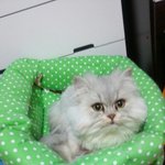 귀요미 페르시안 형제 열여덟