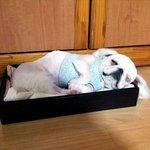 [페키니즈] 우울 <b>st</b>. 절대강자. 웃지않는 벼락이