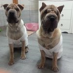 샤페이가 <b>위협</b>적으로 생겼다고...