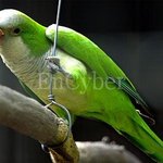 12- <b>동물</b> 아이큐 순위