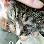 나비도 사랑받으면 안돼?