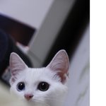 최강 <b>미묘</b>...오드아이 미호 사진투척!!!!