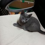 고양이 올려보께