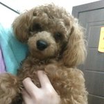 사진있음)<b>봉봉</b>이 입양 완료