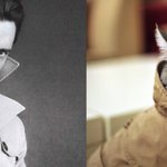 [냥판] 훈남모델과 <b>맞짱</b>뜨는 냥이들, 므흣므흣 (2)