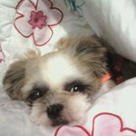 <b>시츄</b>  진철을 소개합니다