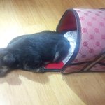 못생긴개라는 타이틀이 생겨버린 내새끼(!!)