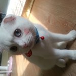 폴드)고양이 화보 찍는 <b>흰둥이</b>~