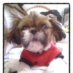 유기견에서 왕자견로 신분상승한 봄의남자