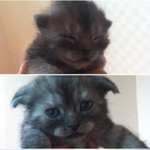 추가(냥이판)우리 <b>요다</b> 미용 후 대반전 ㅋㅋㅋㅋㅋㅋ