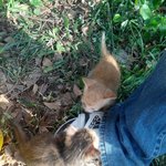 공사현장 아기고양이 입양또는 <b>임</b><b>보</b>가능하신분 찾아요