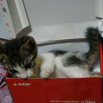 [냥판] 마약같은 상자녀석과 <b>아리</b> -5 -