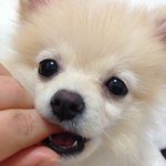 크림<b>포</b><b>메</b> 마이콩 성장일기'-'